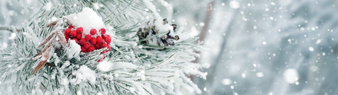 Gefrorene Beeren auf einem Baum im Winter